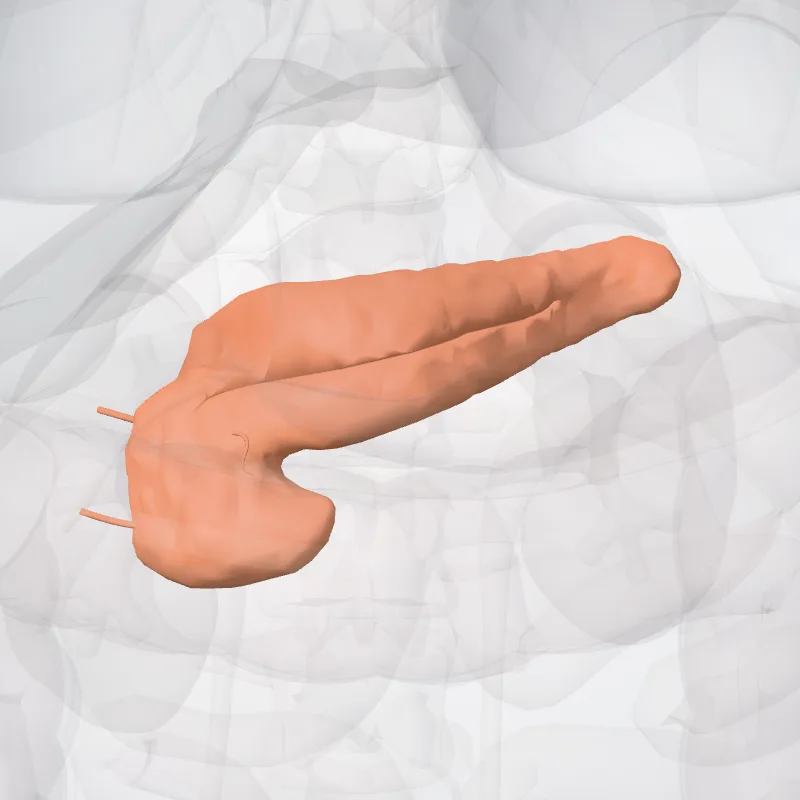 Pancreas highlighted in a 3D model of the human body