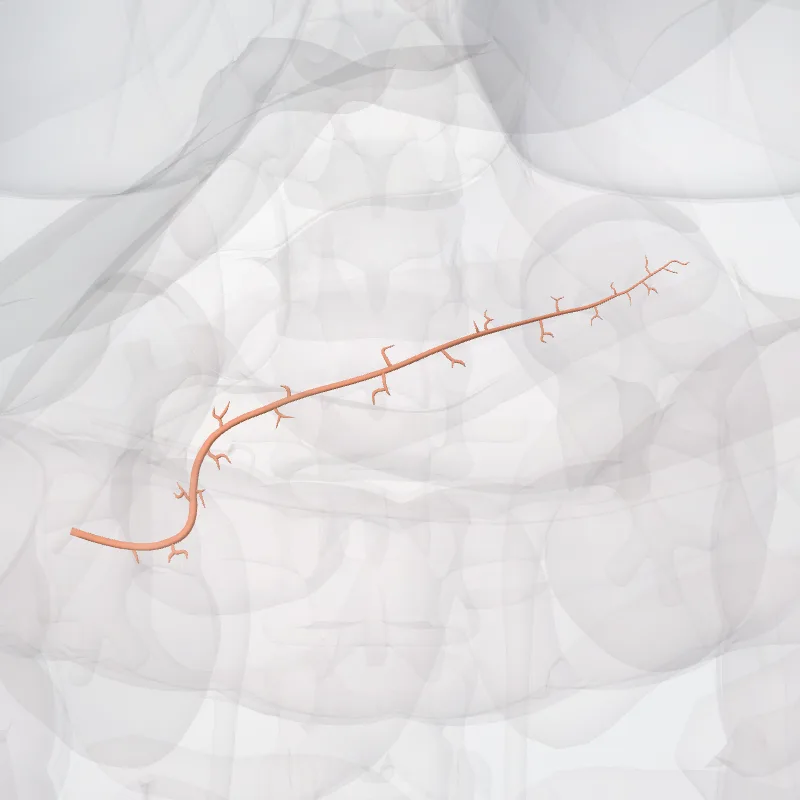Ductus pancreaticus (Pancreatic duct) hervorgehoben in einem 3D-Modell des menschlichen Körpers