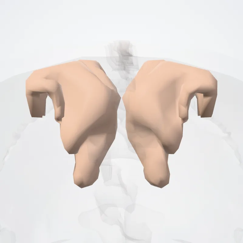 Paracentral gyrus and sulcus* highlighted in a 3D model of the human body
