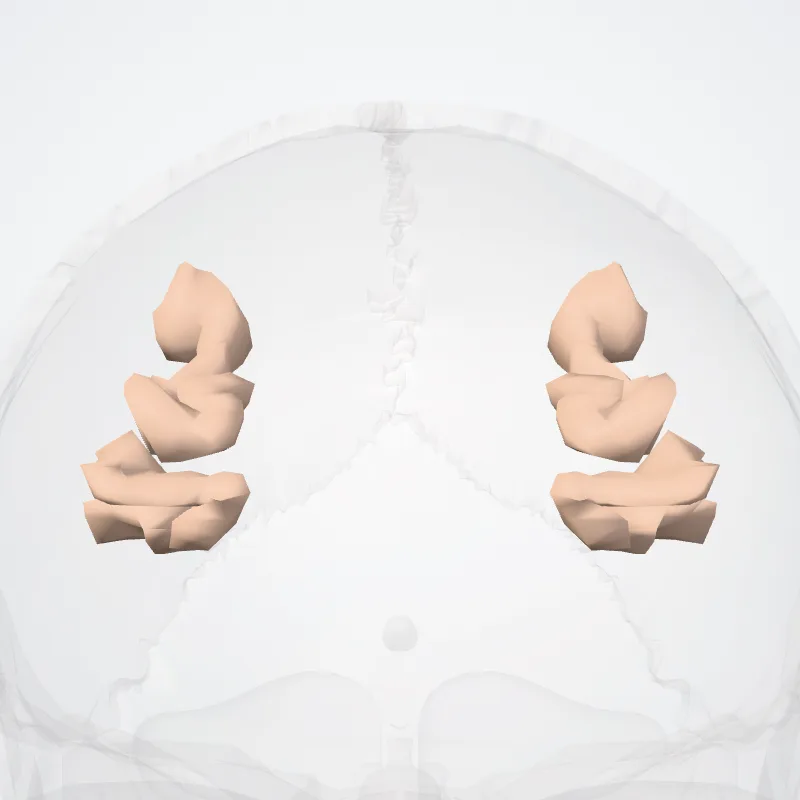 Paracentral sulcus (Sulcus paracentralis) highlighted in a 3D model of the human body