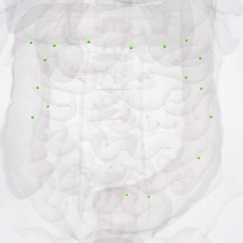 Paracolic superior mesenteric nodes (Nodi mesenterici superiores paracolici) highlighted in a 3D model of the human body