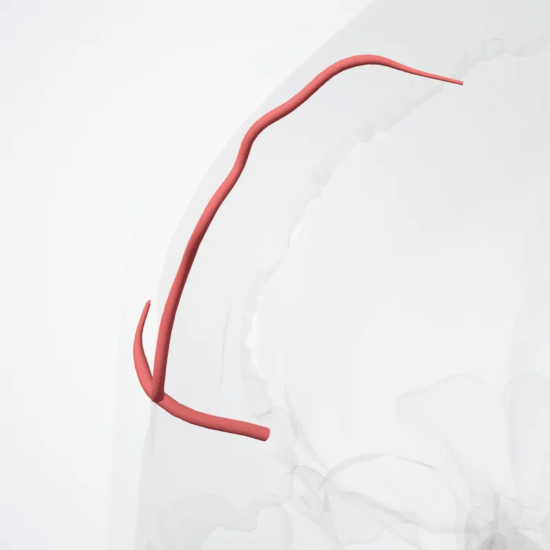 Rami pariétales arteriae mediae cerebri (Parietal branches of middle cerebral artery) hervorgehoben in einem 3D-Modell des menschlichen Körpers
