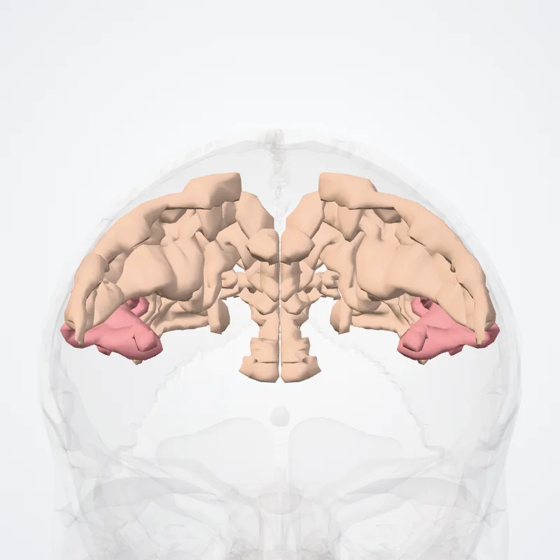 Parietal lobe (Lobus parietalis) highlighted in a 3D model of the human body
