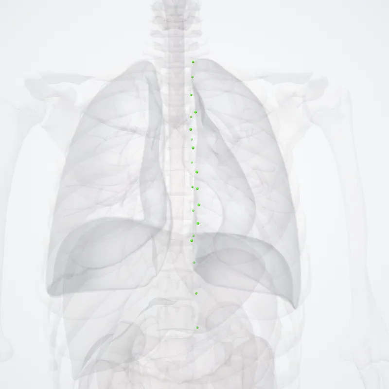 Parietal thoracic lymph nodes (Nodi lymphoidei parietaies thoracis) highlighted in a 3D model of the human body