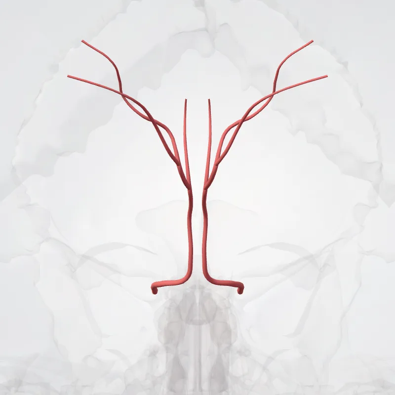 Arteria paritooccipitale (Parieto-occipital artery) hervorgehoben in einem 3D-Modell des menschlichen Körpers