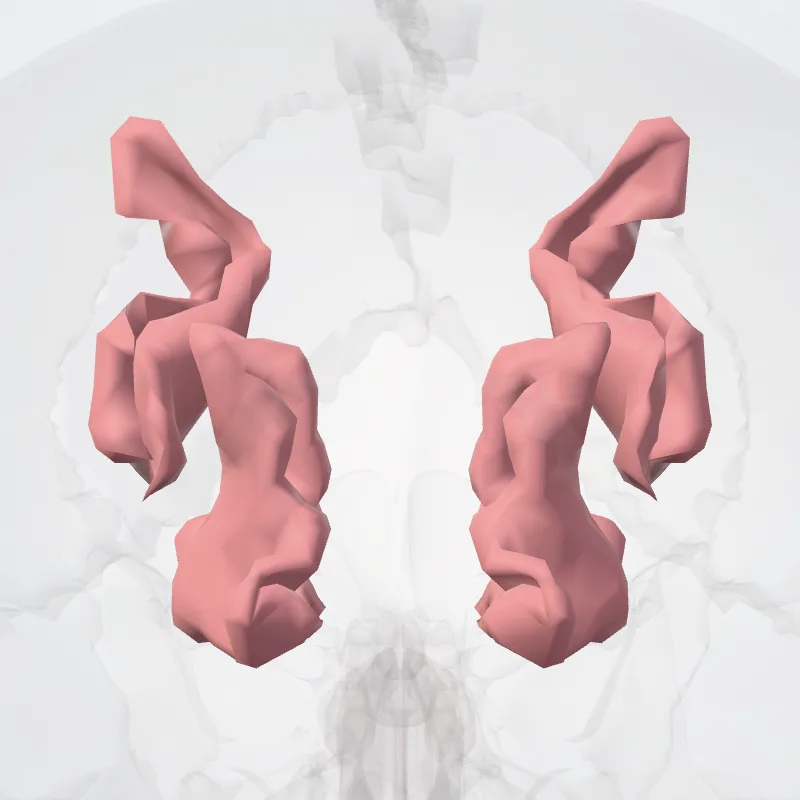Parieto-occipital sulcus (Sulcus parietooccipitalis) highlighted in a 3D model of the human body