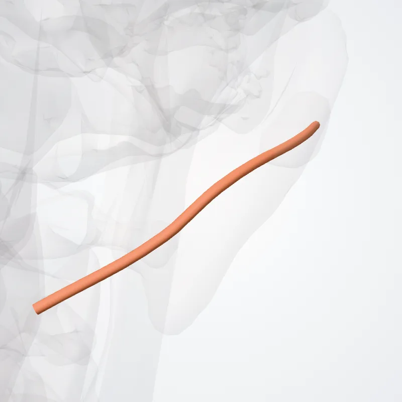 Parotid duct (Ductus parotideus) highlighted in a 3D model of the human body