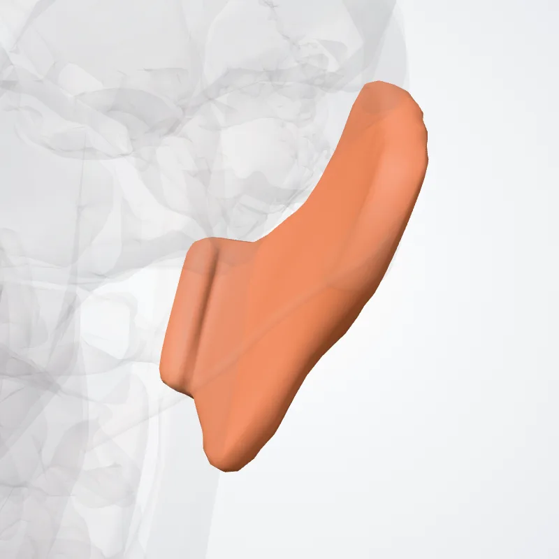 Glandula parotidea (Parotid gland) hervorgehoben in einem 3D-Modell des menschlichen Körpers