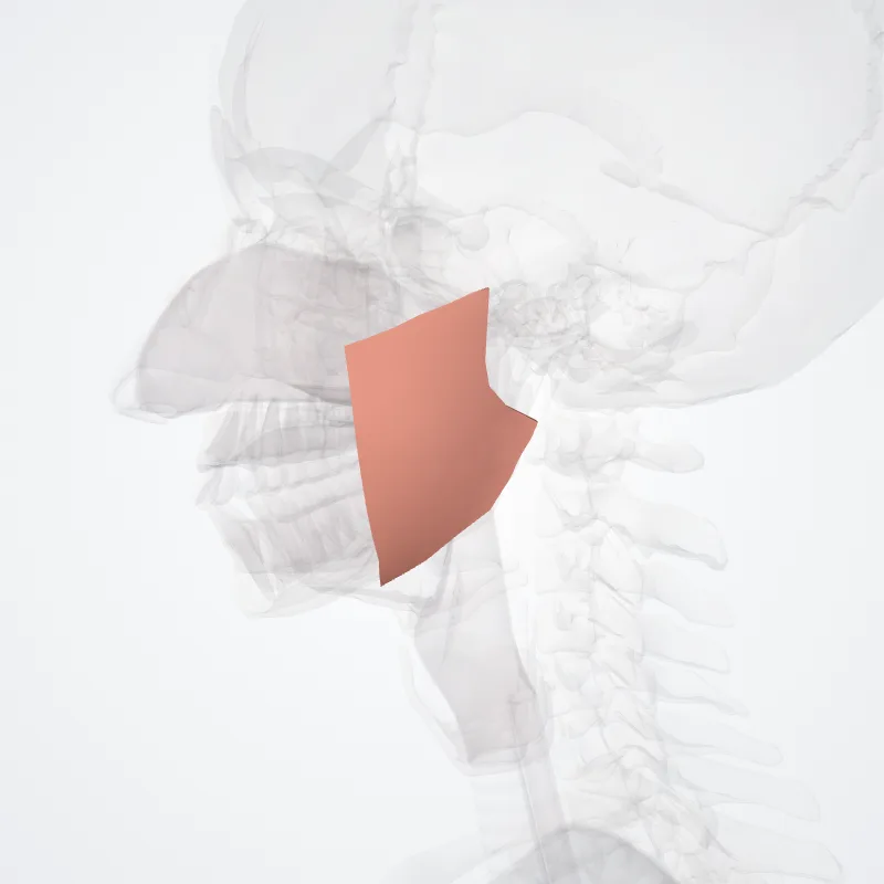 Regio parotideomasseterica (Parotideomasseteric region) hervorgehoben in einem 3D-Modell des menschlichen Körpers