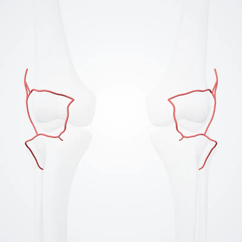 Rete patellare (Patellar anastomosis) hervorgehoben in einem 3D-Modell des menschlichen Körpers