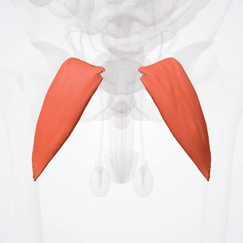 Musculus pectineus (Pectineus muscle) hervorgehoben in einem 3D-Modell des menschlichen Körpers