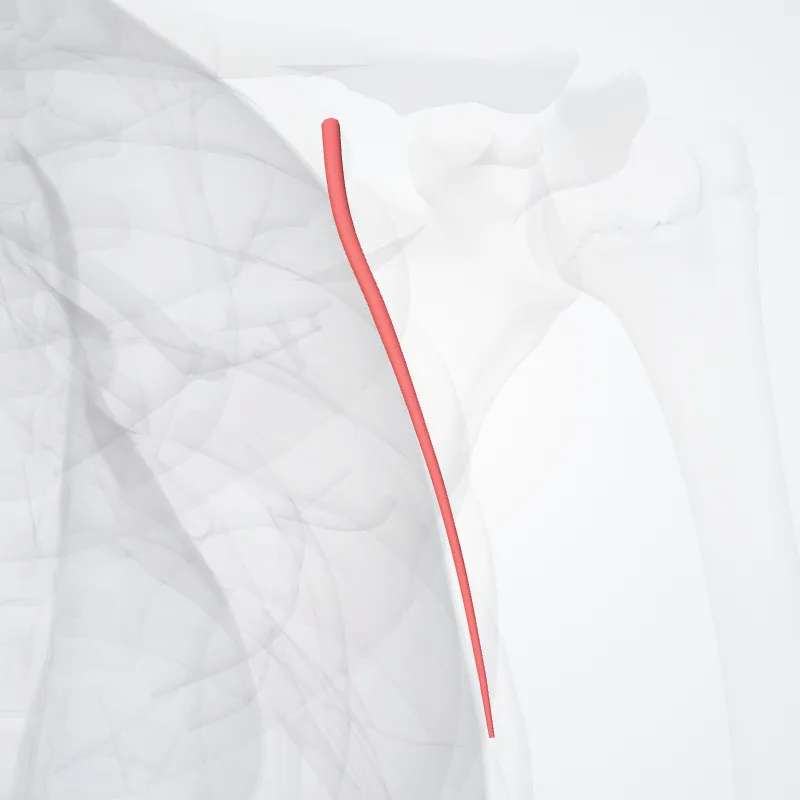 Pectoral branches of thoraco-acromial artery (Rami pectorales arteriae thoracoacromialis) highlighted in a 3D model of the human body