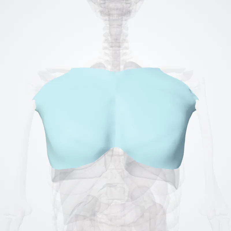 Fascia pectoralis (Pectoral fascia) hervorgehoben in einem 3D-Modell des menschlichen Körpers