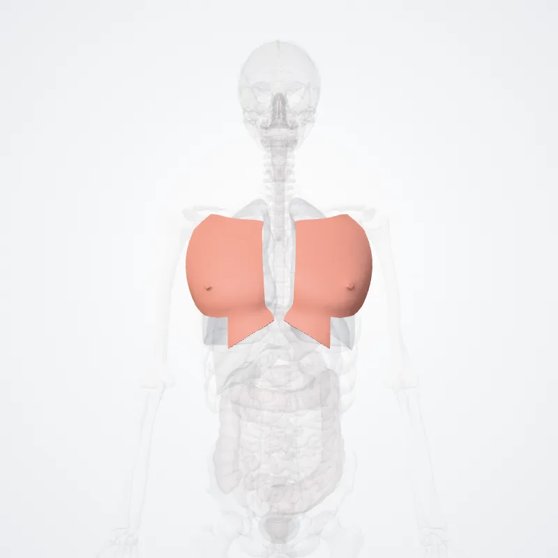 Regio pectoralis (Pectoral region) hervorgehoben in einem 3D-Modell des menschlichen Körpers
