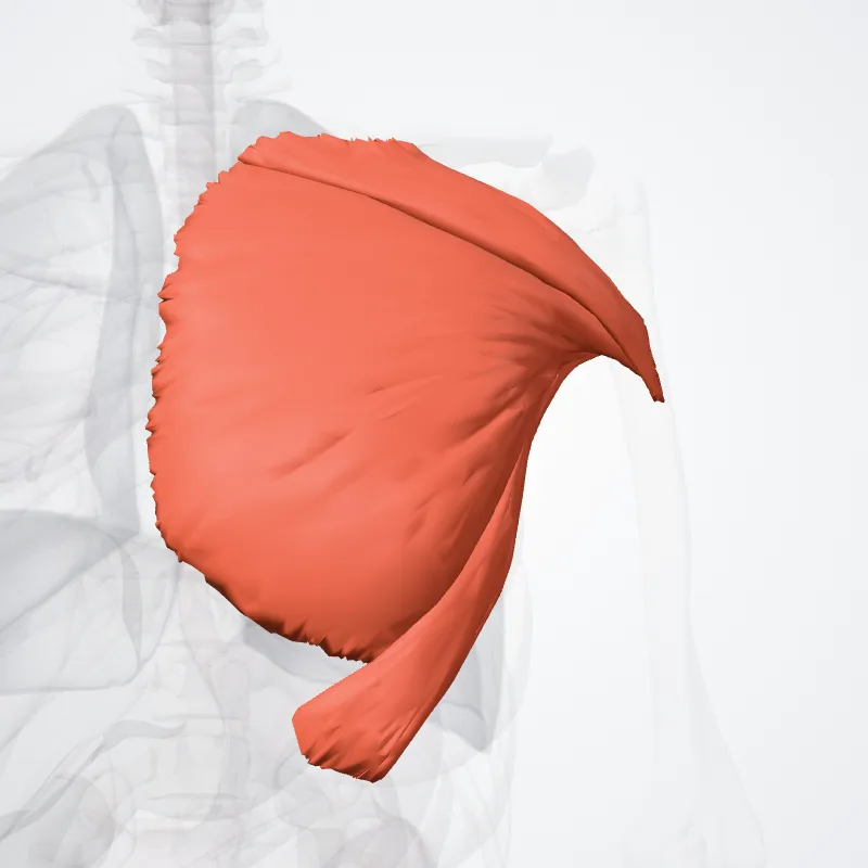 Pectoralis major muscle (Musculus pectoralis major) highlighted in a 3D model of the human body