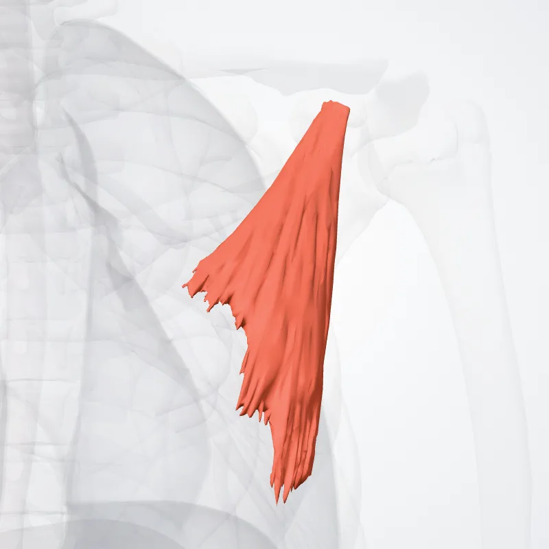 Pectoralis minor muscle (Musculus pectoralis minor) highlighted in a 3D model of the human body