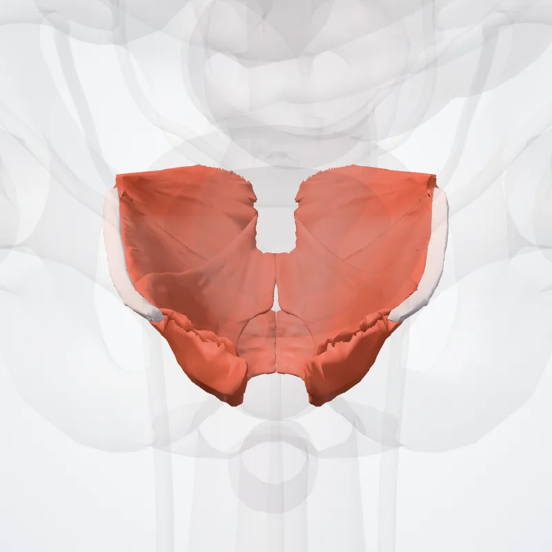 Diaphragma pelvis (Pelvic diaphragm) hervorgehoben in einem 3D-Modell des menschlichen Körpers