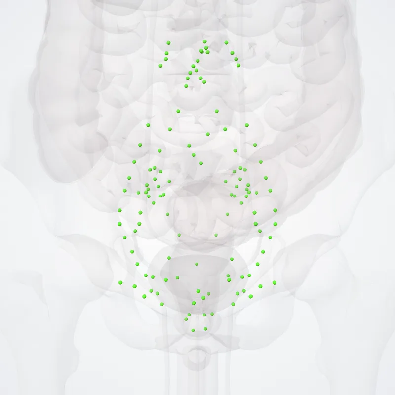 Pelvic lymph nodes (Nodi lymphoidei pelvis) highlighted in a 3D model of the human body