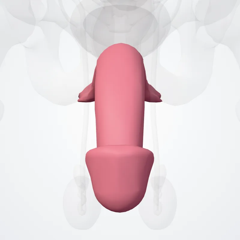 Penis highlighted in a 3D model of the human body