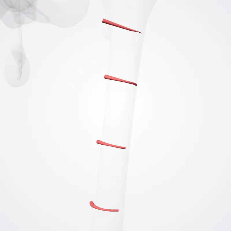 Arteriae perforantes femoris (Perforating femoral arteries) hervorgehoben in einem 3D-Modell des menschlichen Körpers