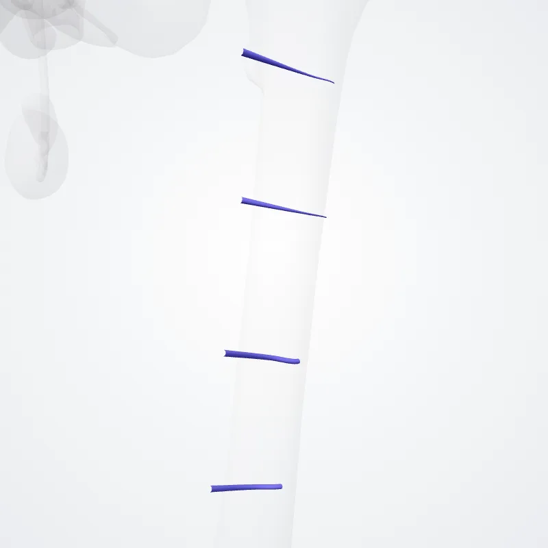 Venae perforantes (Perforating veins) hervorgehoben in einem 3D-Modell des menschlichen Körpers