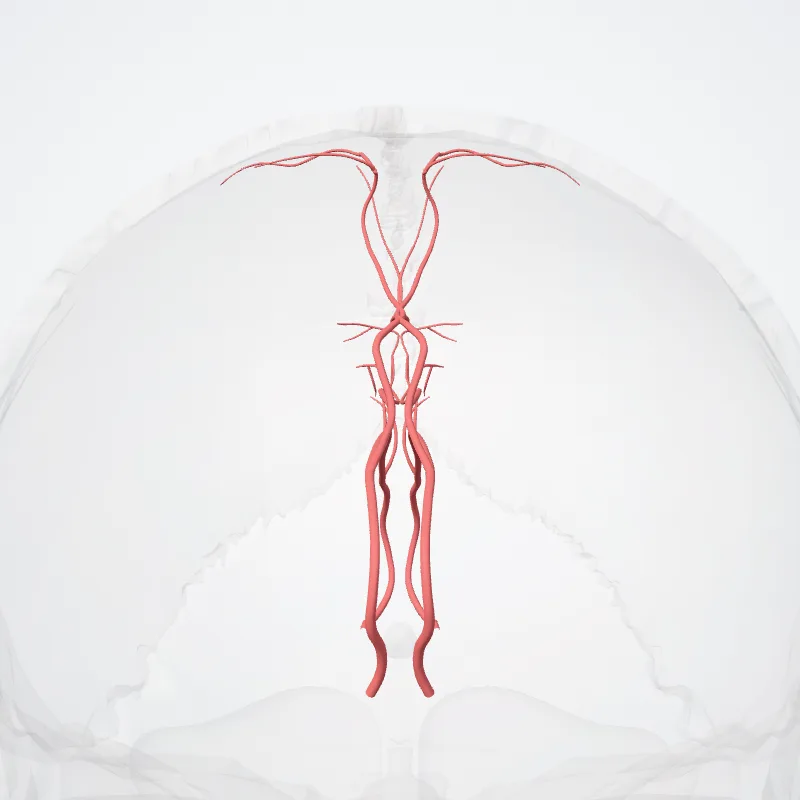 Arteria pericallosa (Pericallosal artery) hervorgehoben in einem 3D-Modell des menschlichen Körpers