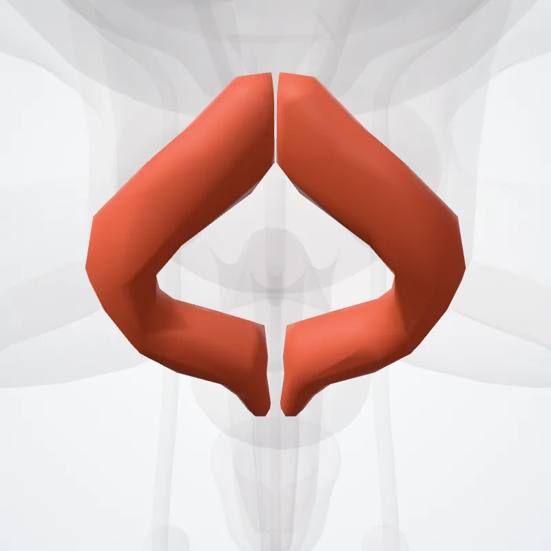 Musculi perinei (Perineal muscles) hervorgehoben in einem 3D-Modell des menschlichen Körpers