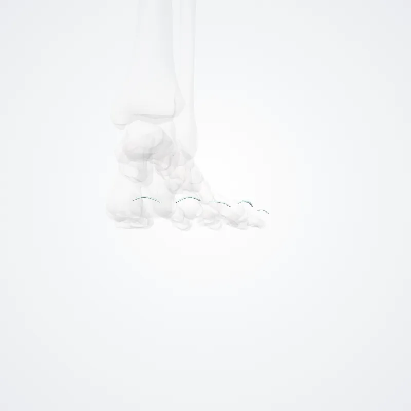 Perionyx (foot) (Perionyx (pedites)) highlighted in a 3D model of the human body