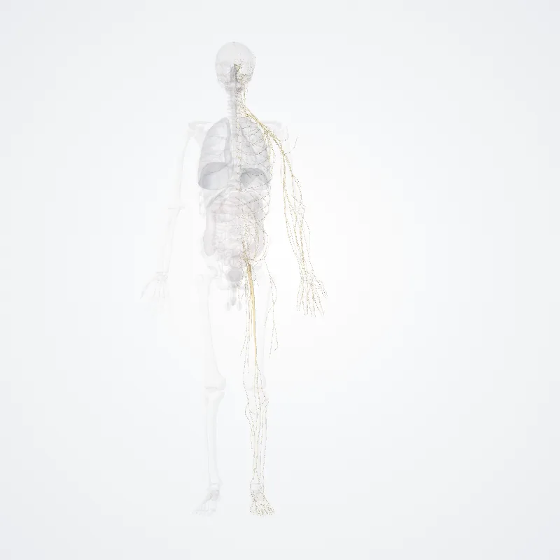 Peripheral nervous system (Systema nervosum periphericum) highlighted in a 3D model of the human body