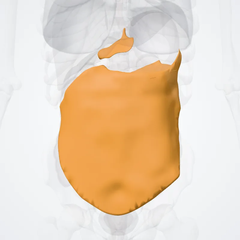 Structurae peritoneales (Peritoneal structures) hervorgehoben in einem 3D-Modell des menschlichen Körpers