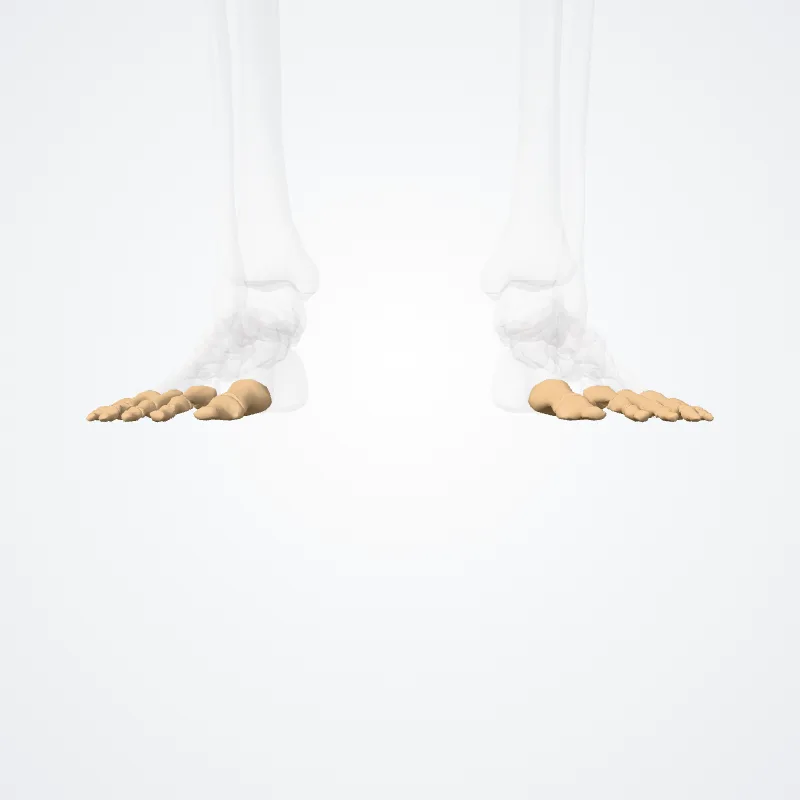 Phalanges of foot (Phalanges pedis) highlighted in a 3D model of the human body