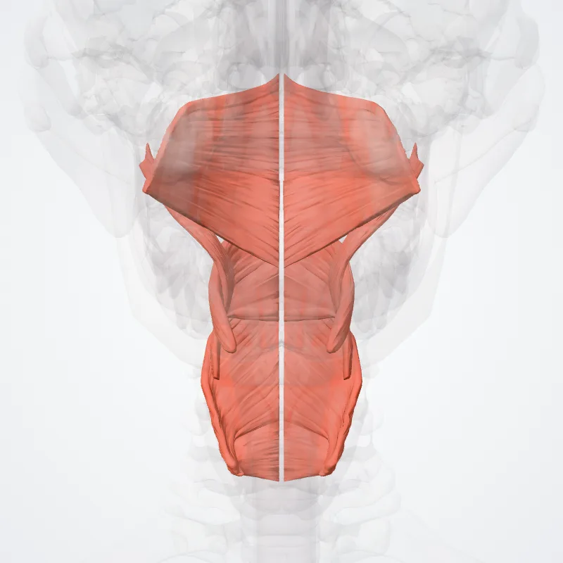 Musculi pharyngis (Pharyngeal muscles) hervorgehoben in einem 3D-Modell des menschlichen Körpers