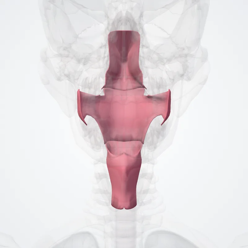 Pharynx hervorgehoben in einem 3D-Modell des menschlichen Körpers
