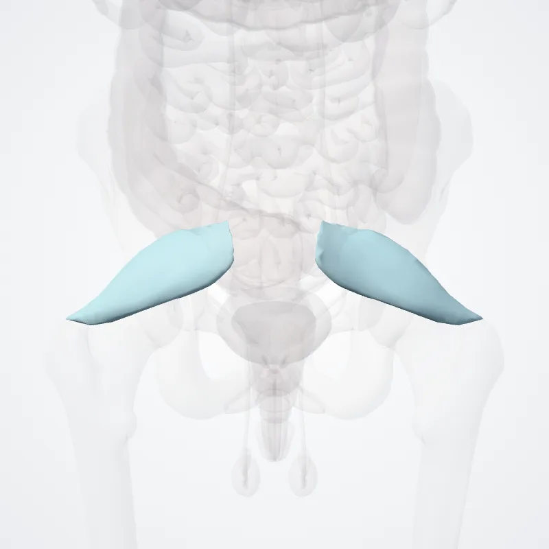 Piriformis fascia (Fascia musculi piriformis) highlighted in a 3D model of the human body