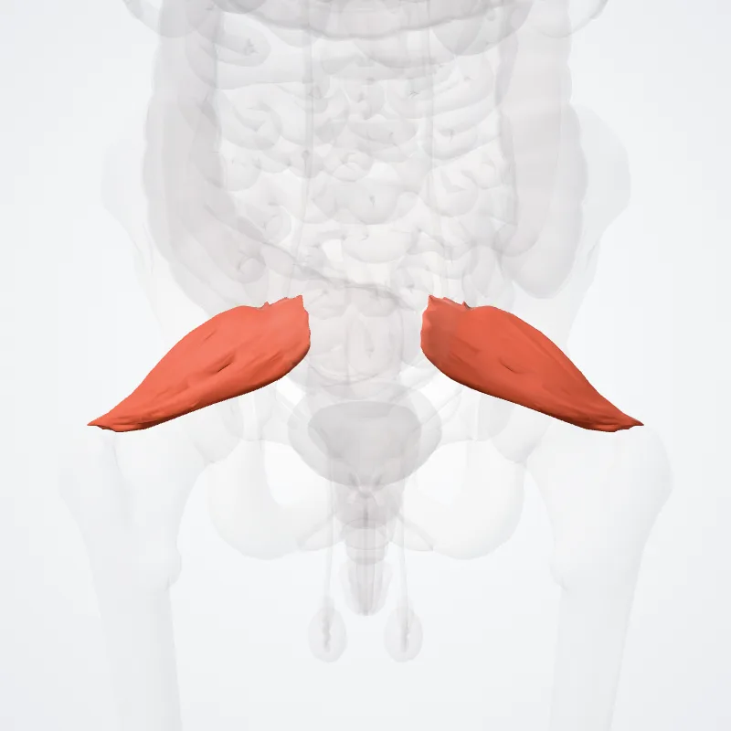 Musculus piriformis (Piriformis muscle) hervorgehoben in einem 3D-Modell des menschlichen Körpers