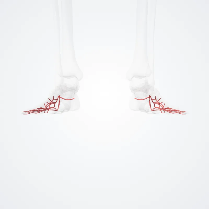 Arcus plantaris (Plantar arch) hervorgehoben in einem 3D-Modell des menschlichen Körpers