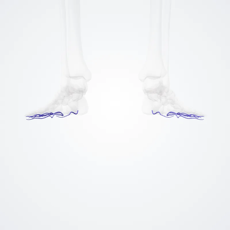 Plantar digital veins (Venae digitales plantares) highlighted in a 3D model of the human body