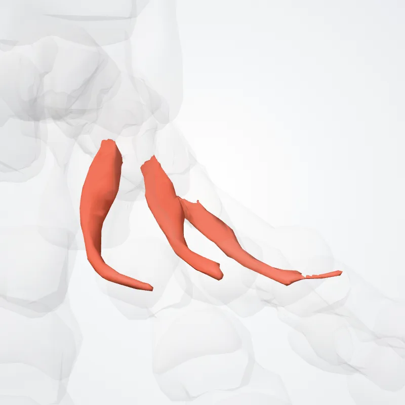 Plantar interossei muscles (Musculi interossei plantares) highlighted in a 3D model of the human body