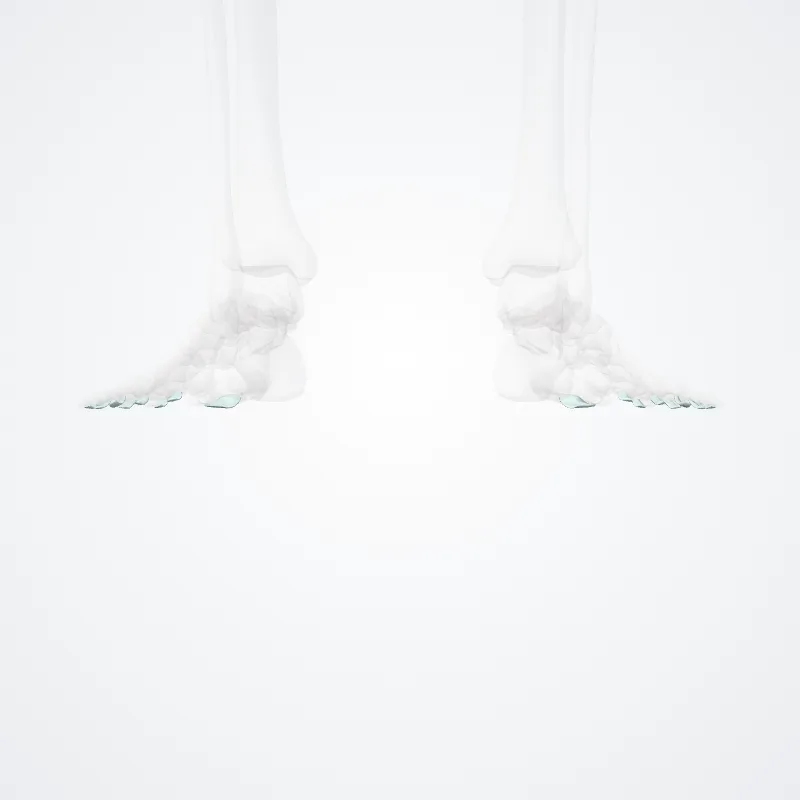 Ligamenta interphalangea plantaria (Plantar interphalangeal ligaments) hervorgehoben in einem 3D-Modell des menschlichen Körpers