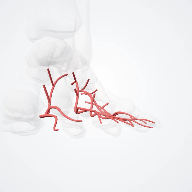 Arteriae metatarseae plantares (Plantar metatarsal arteries) hervorgehoben in einem 3D-Modell des menschlichen Körpers