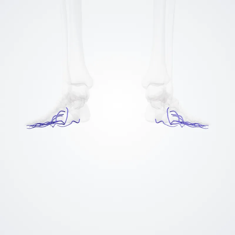 Venae metatarseae plantares (Plantar metatarsal veins) hervorgehoben in einem 3D-Modell des menschlichen Körpers