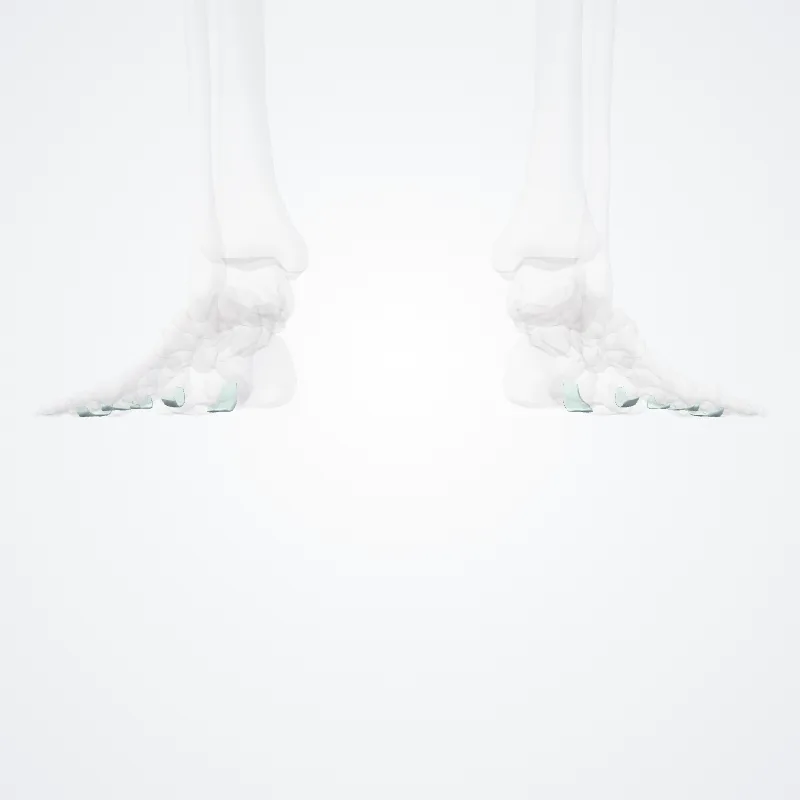 Plantar metatarsophalangeal ligaments (Ligamenta metatarsophalangea plantaria) highlighted in a 3D model of the human body