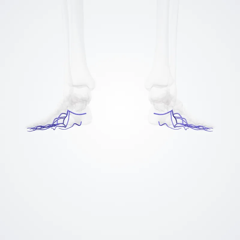 Arcus venosus plantaris (Plantar venous arch) hervorgehoben in einem 3D-Modell des menschlichen Körpers