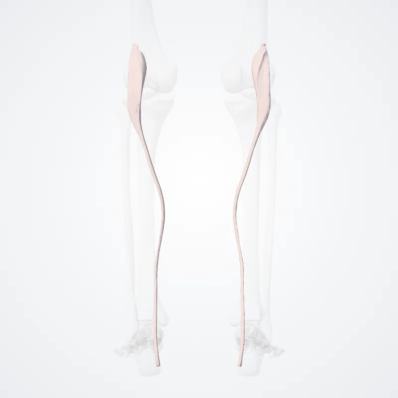 Plantaris muscle (Musculus plantaris) highlighted in a 3D model of the human body
