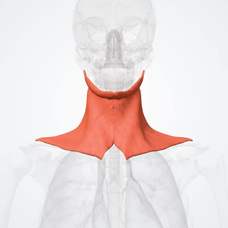 Platysma hervorgehoben in einem 3D-Modell des menschlichen Körpers