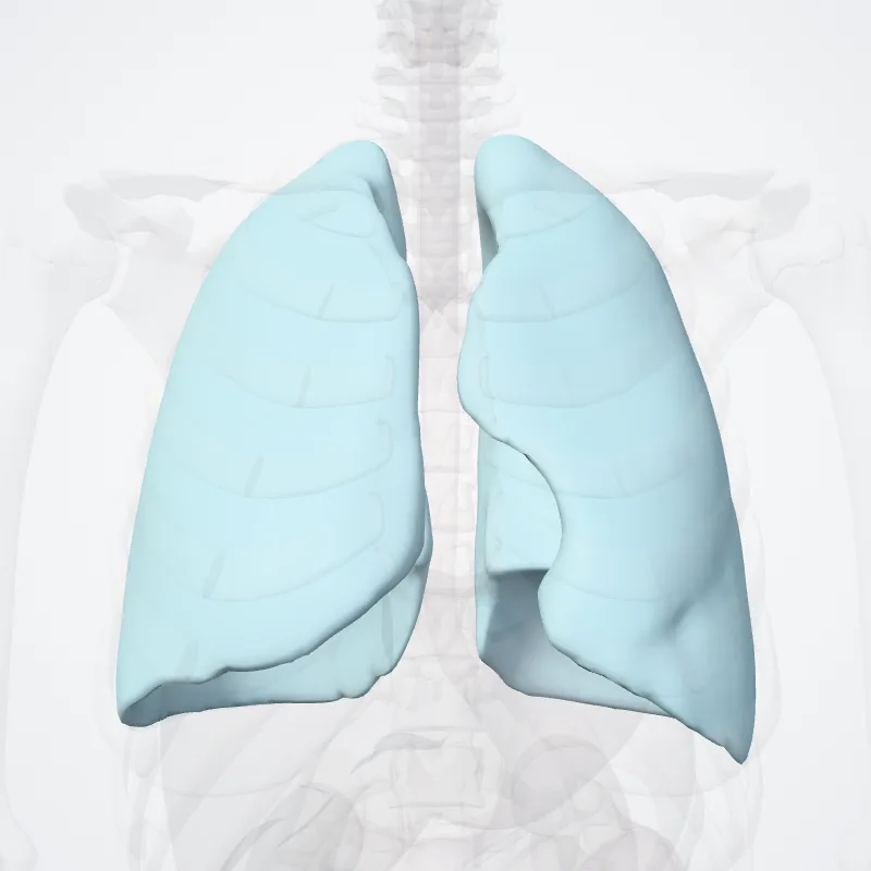 Pleura highlighted in a 3D model of the human body