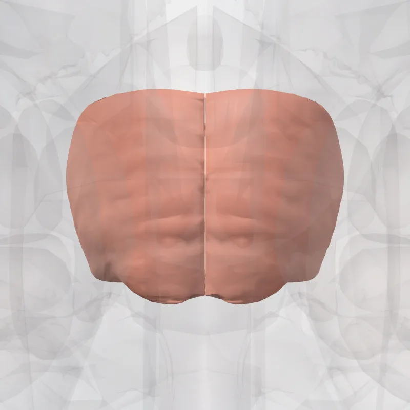 Pons hervorgehoben in einem 3D-Modell des menschlichen Körpers