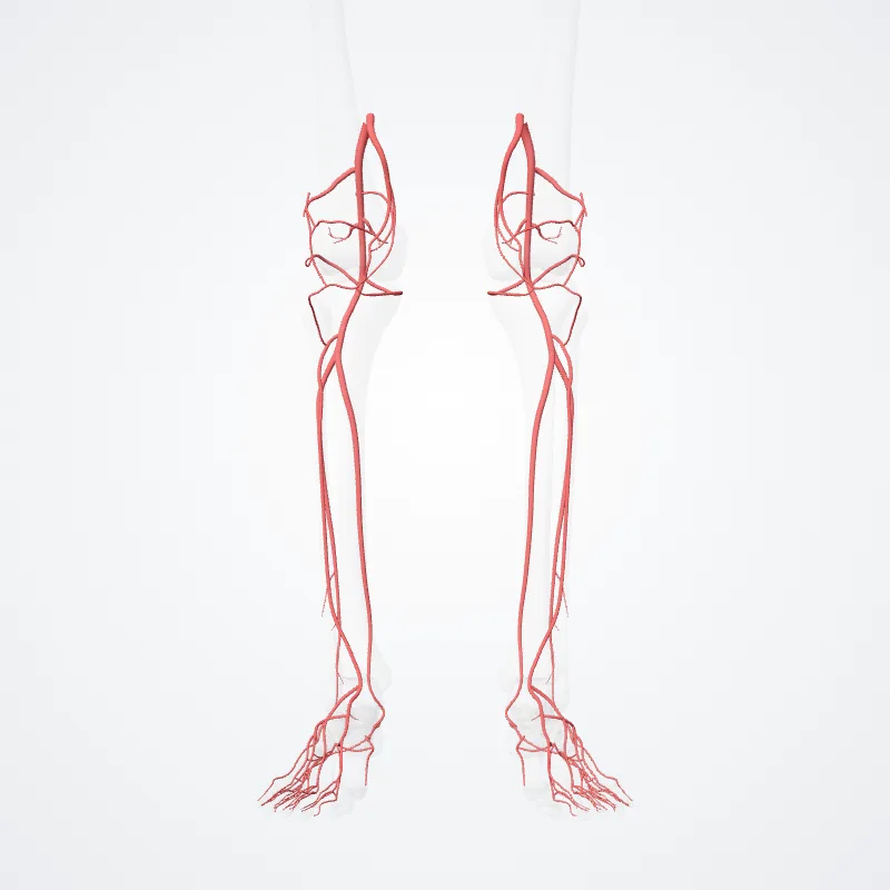 Arteria poplitea (Popliteal artery) hervorgehoben in einem 3D-Modell des menschlichen Körpers