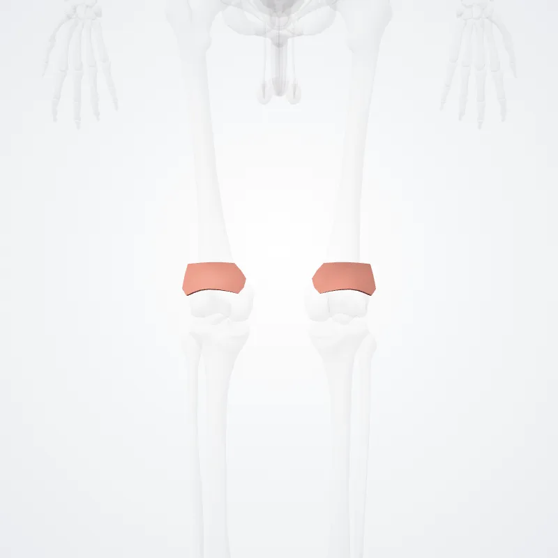 Fossa poplitea (Popliteal fossa) hervorgehoben in einem 3D-Modell des menschlichen Körpers