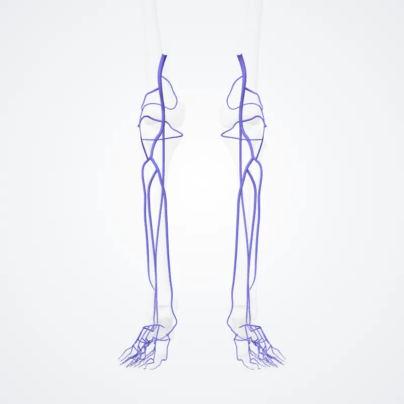 Vena poplitea (Popliteal vein) hervorgehoben in einem 3D-Modell des menschlichen Körpers
